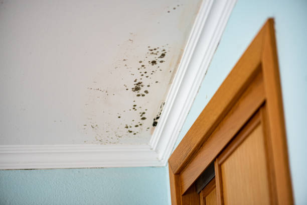 Best Certified Mold Removal  in Timmonsville, SC