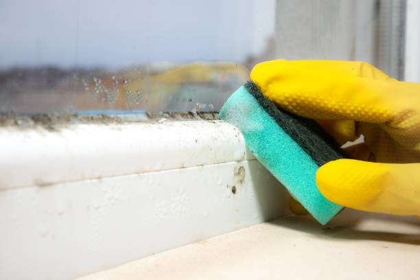 Best Mold Damage Repair  in Timmonsville, SC