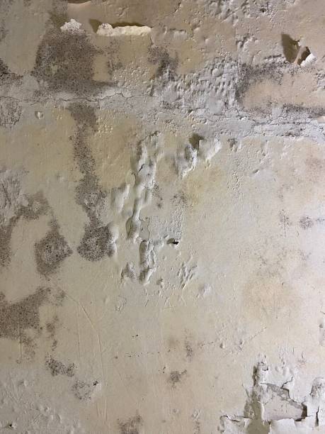 Best Home Mold Removal  in Timmonsville, SC