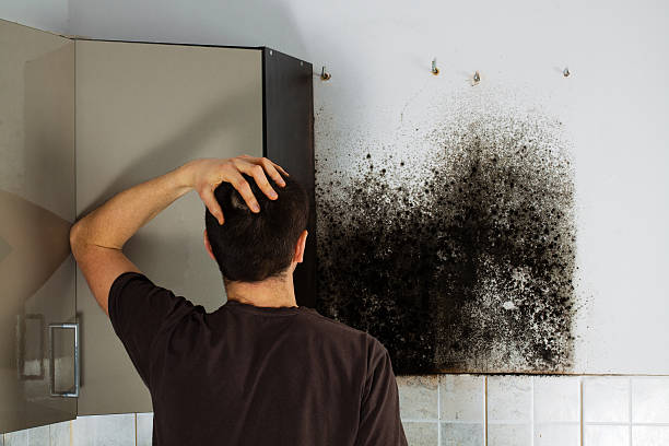 Best Commercial Mold Removal  in Timmonsville, SC