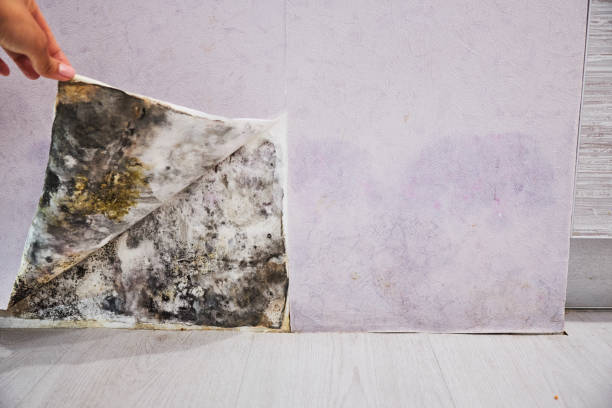 Certified Mold Removal in Timmonsville, SC